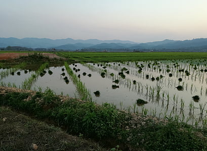 Laosa, rīsi, lauksaimniecība, nelobīti, ainava, Āzija, lauku