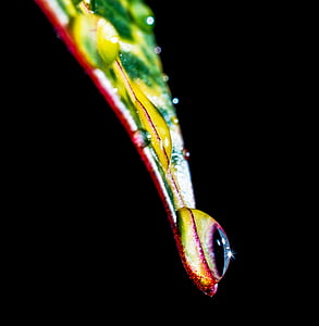 drop of water, drip, leaf, macro