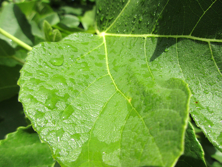 Regentropfen, nach dem Regen, grünes Blatt