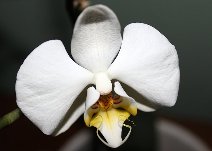 orchidea, orchidea üvegházhatású, Orchidaceae, Blossom, Bloom, fehér, Cserepes növény