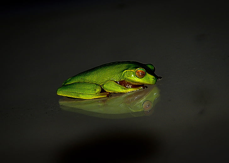 žaba, prosto živeče živali, zelena, mala, odsev, noč, črna