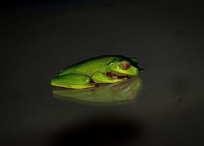žaba, prosto živeče živali, zelena, mala, odsev, noč, črna