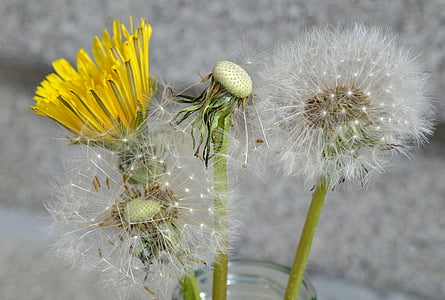 dandelion, spring, close, nature, seeds, pointed flower, plant