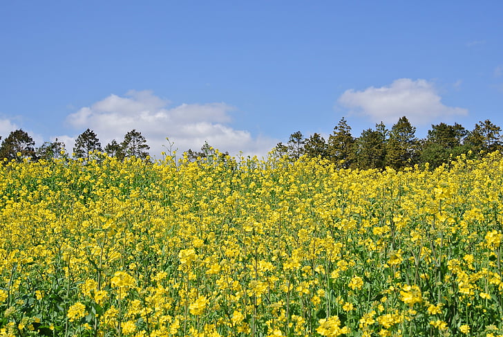 raiskaus kukkia, Luonto, Jeju island, Rapsi, keltainen, maatalous, kenttä