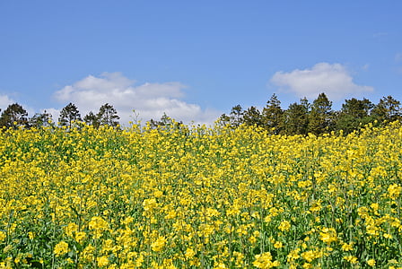 znásilňování květiny, Příroda, ostrov Jeju, Řepka, žlutá, zemědělství, pole