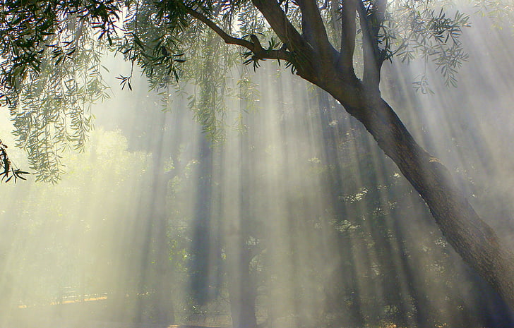 tåget, oliventræ, solen, solen striber, natur, landskab, træ
