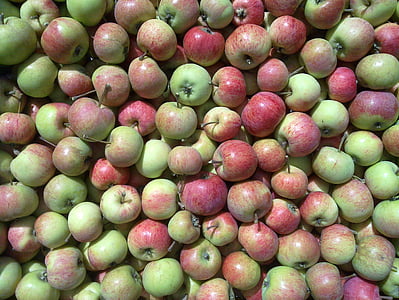 Apple, oogst van de appel, Rode appel, appels