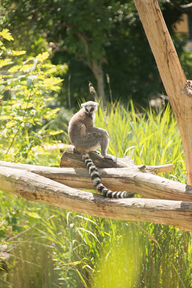 lemur de cola de anillo, ojo, Lemur catta, cara, Madagascar, Parque zoológico, a rayas