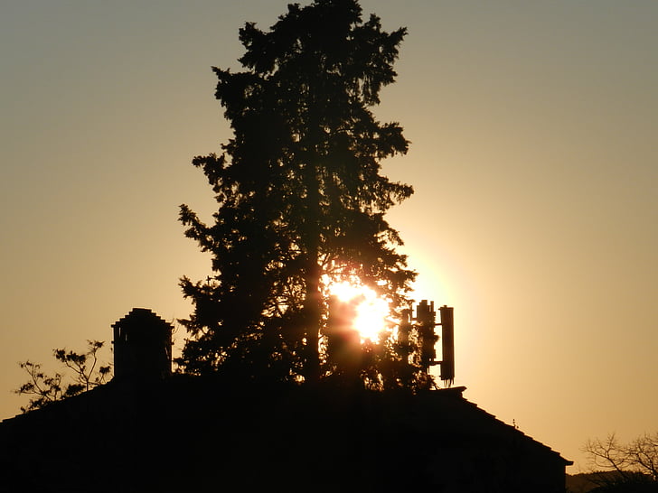 проти світла, Захід сонця, дерево