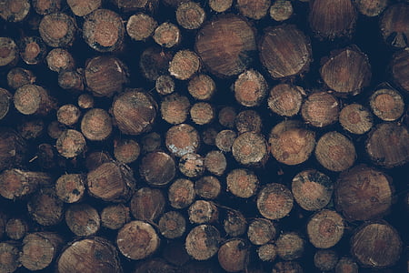 protokoly, dřevo, dřevo, dřevěný, dřevo, protokolování, palivové dříví