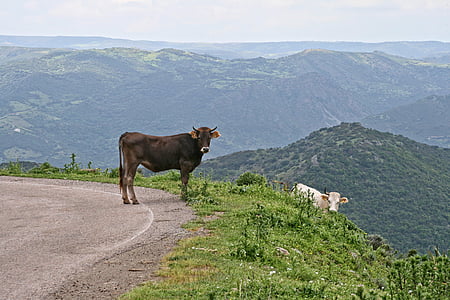 Włochy, Sardynia, Ballao, krowa, góry