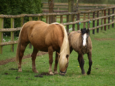 horse, mare with foal, foal, pasture, brown, mammal