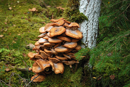 秋天, 蘑菇, 青苔, 树皮