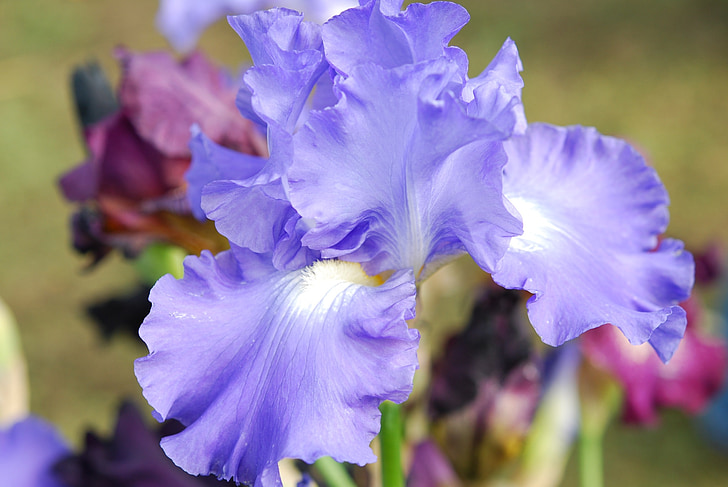 Iris, cvijet, plava, cvijet, cvatu