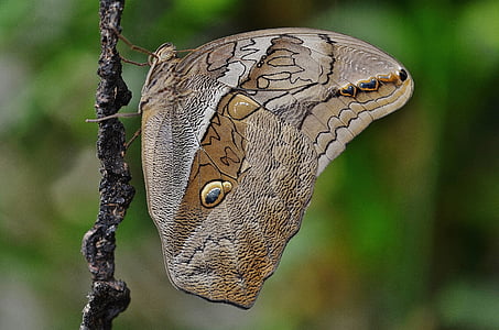 metulj, živali, insektov, prosto živeče živali, letenje, makro, krila