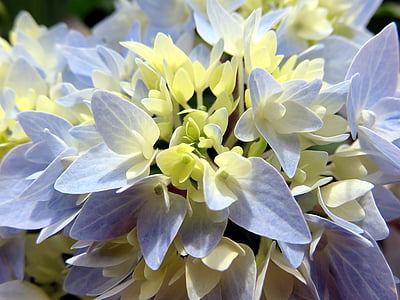 daba, augu, puķe, zila, hortenzija, ziedlapas, Flower head