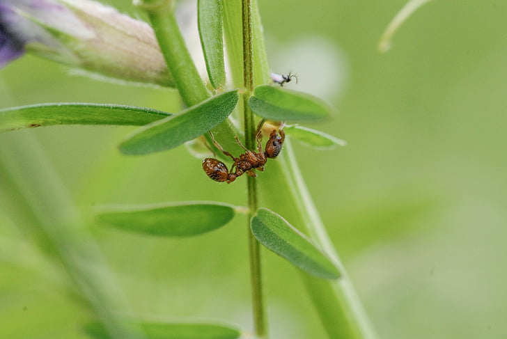 owad, ANT, makro, Natura, liść frez ant, liść, zwierząt
