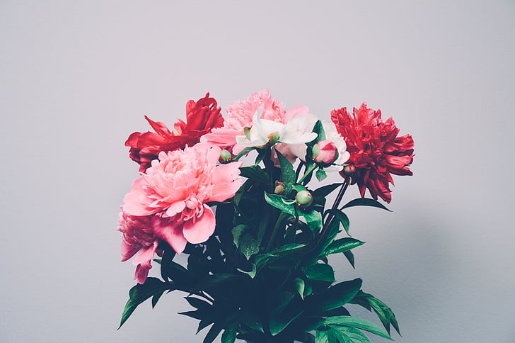 red, pink, flowers, bouquet, nature, flower, fragility