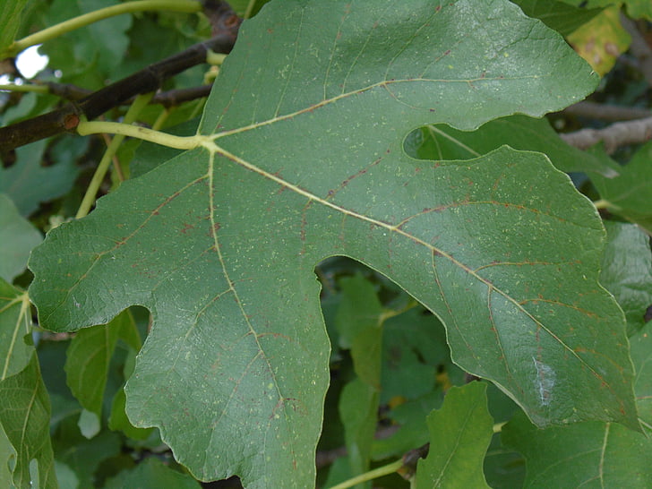 Fig, Leaf, grön, trädgård