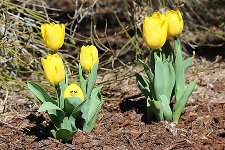 Húsvét, tojás, vadászat, sárga, tulipán, tavaszi, húsvéti tojás