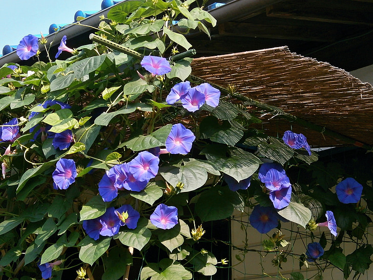 Morning glory, blaue Blumen, Sommerblumen, Sommer, klarer Himmel, Sommer in japan, ländliche Häuser
