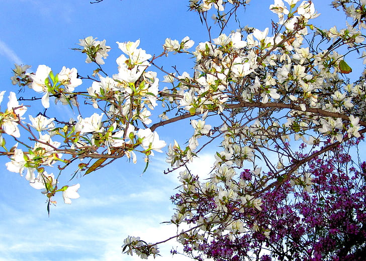 kukat, Turia, Valence, violetti, valkoinen, puu, Valencian alueelta