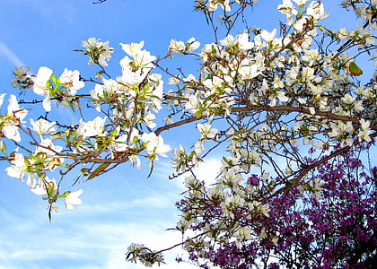 цветя, Турия, валентност, лилаво, бяло, дърво, регион на Валенсия