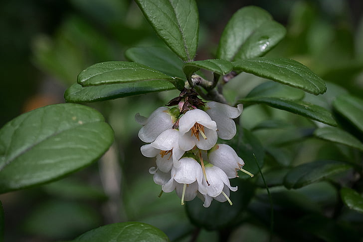 cowberry, inflorescence, twig, white