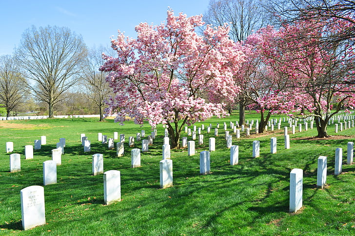 Arlington, mezarlığı, çiçeği ağaç, kaldırıldı olarak işaretleme, mezar, Memorial, ağaç