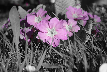 primroses, màu tím, màu tím, Hoa, mùa xuân, nở hoa, Thiên nhiên