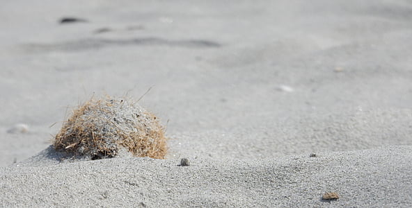 песок, мне?, пляж, Природа, Сардиния, вьющиеся, растения
