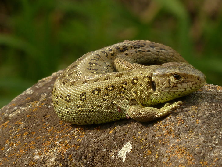 sand lizard, lizard, reptile, males, cold blooded animals, chunks of granite