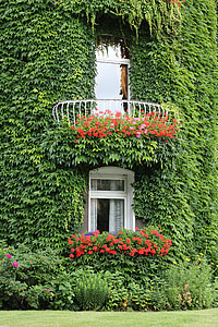 Ivy, fasad, daun ivy, jendela, pendaki, hauswand, dinding