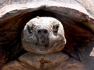 tortuga, reptil, cabeza, Close-up, antiguo, arrugada, lento