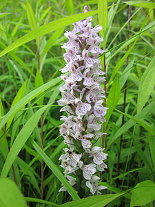 Dactylorhiza, блатото орхидея, петниста орхидея, Wildflower, орхидея, флора, ботаника