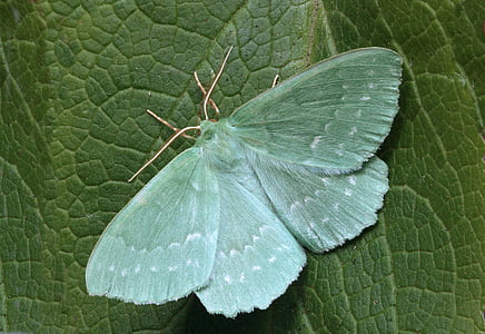 moth, macro, lepidoptera, british, nature, insect, wings