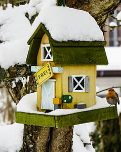 winter, aviary, snow, bird, robin, snowy, feeding