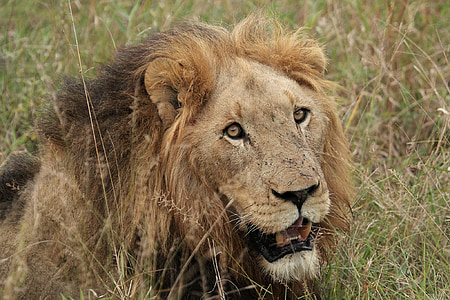 lion, lion head, male lion, wildlife, big cat