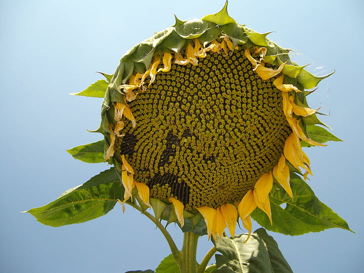 sunflower, seeds, plant, organic, flower, yellow, summer