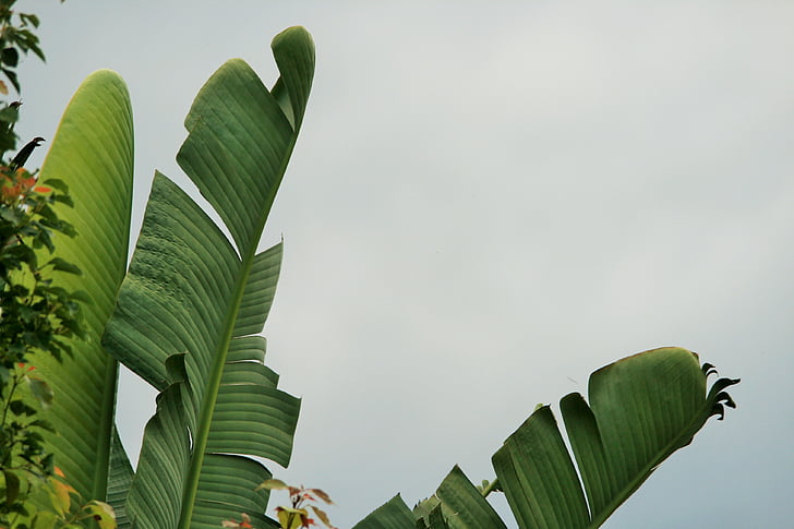 hojas, rasgado, verde, en forma de abanico, strelitzia, gigante, plátano silvestre