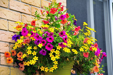 flores de verano, cesta de flores, flores, planta
