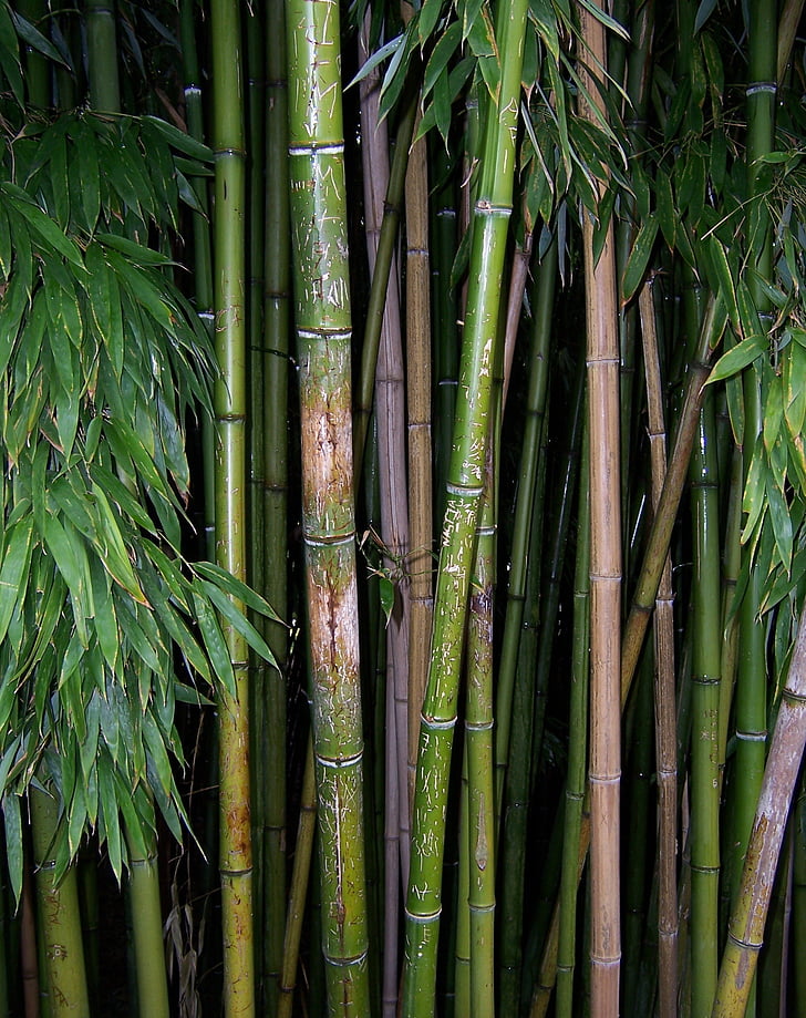 Bamboo, vihreä, kasvi, siemen, varsi