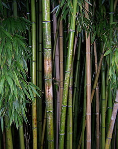 bambú, verd, planta, brot, tija