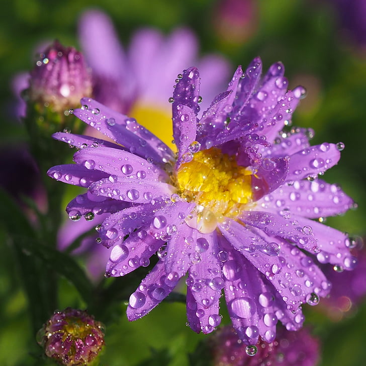 свеж, след дъжд, Астра, цвете, астерни образувания, природата, лилаво