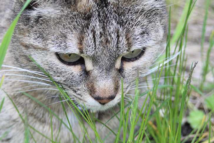 cat, grass, lurking, one animal, animal wildlife, whisker, close-up