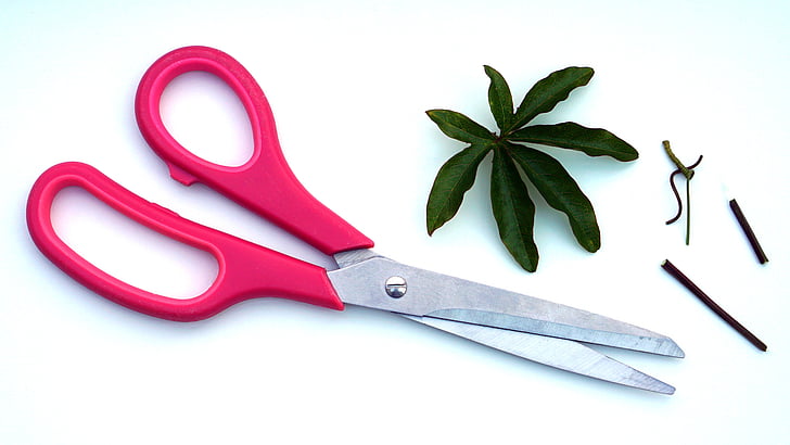 scissors, plant, garden, gardening, pruning, cutting, work
