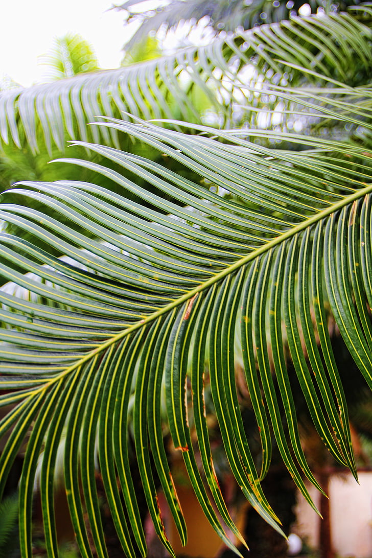 Palm, palmeblade, South sea, Caraibien, grøn, plante, eksotiske