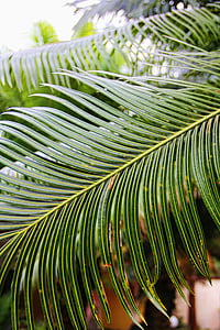 dlaně, palmové listy, jižní moře, Karibská oblast, zelená, závod, exotické
