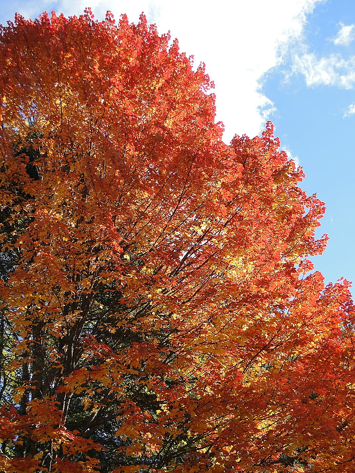 lišće, jesen, jesen, narančasta, drvo, lišće, priroda