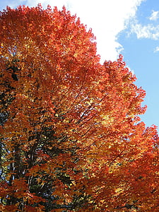 listje, padec, jeseni, oranžna, drevo, listi, narave
